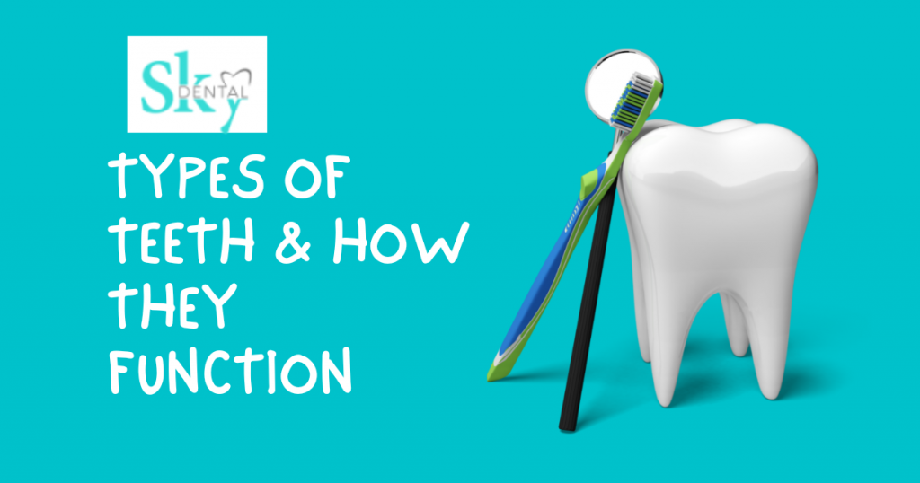 Typs of teeth & how they functions